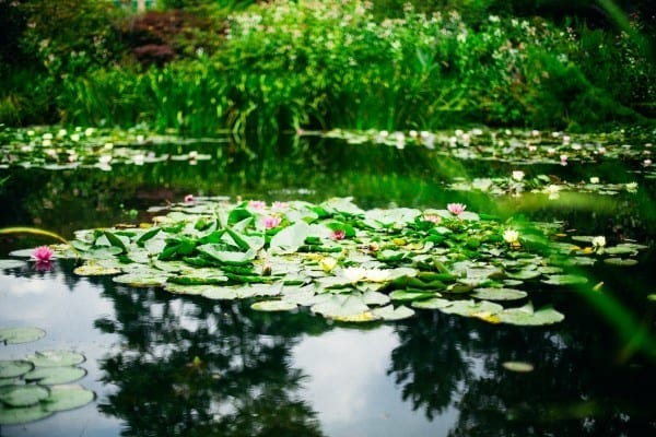 fondation claude monet nenuphars