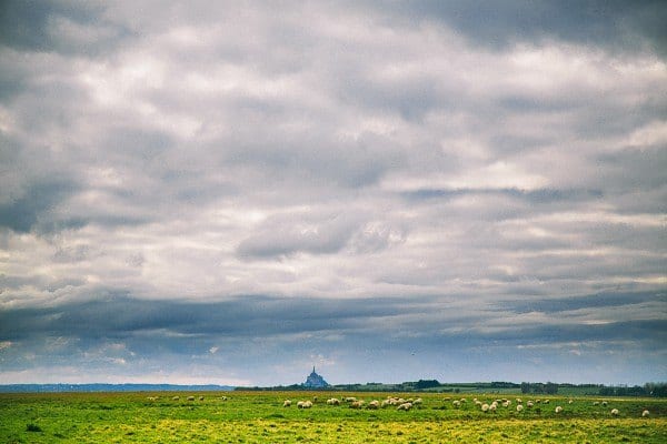 agneau pré salé mont saint michel