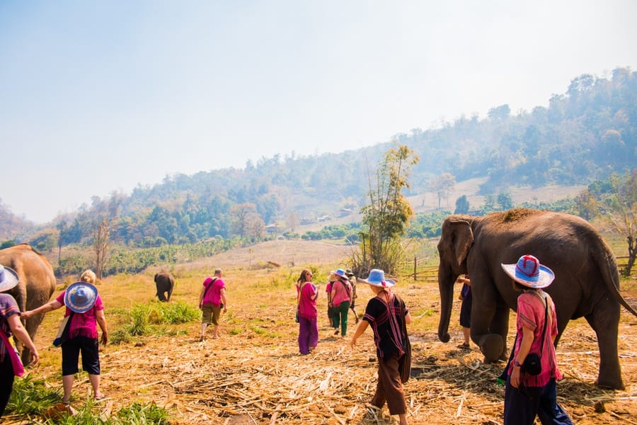 elephant chang mai