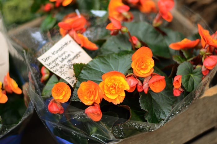 Fleurs Fleurs