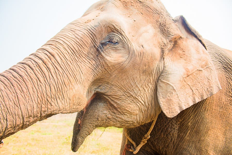 elephant sourire