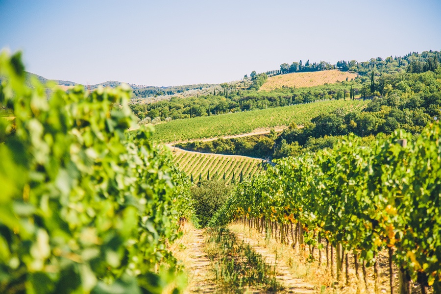 Vignes Vallée du Chianti 