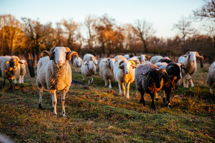 Week-end nature dans les Landes
