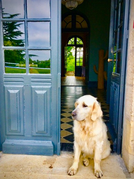 chien chateau beaulieu de cleo
