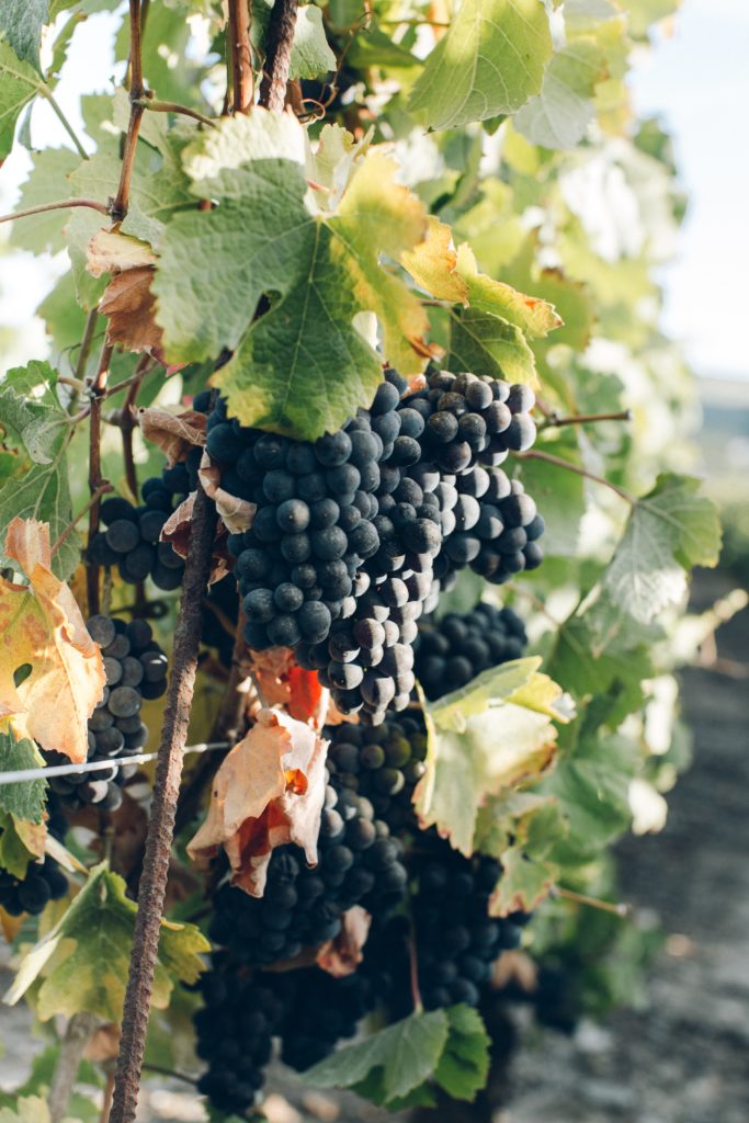 raisins week-end oenologie bordeaux