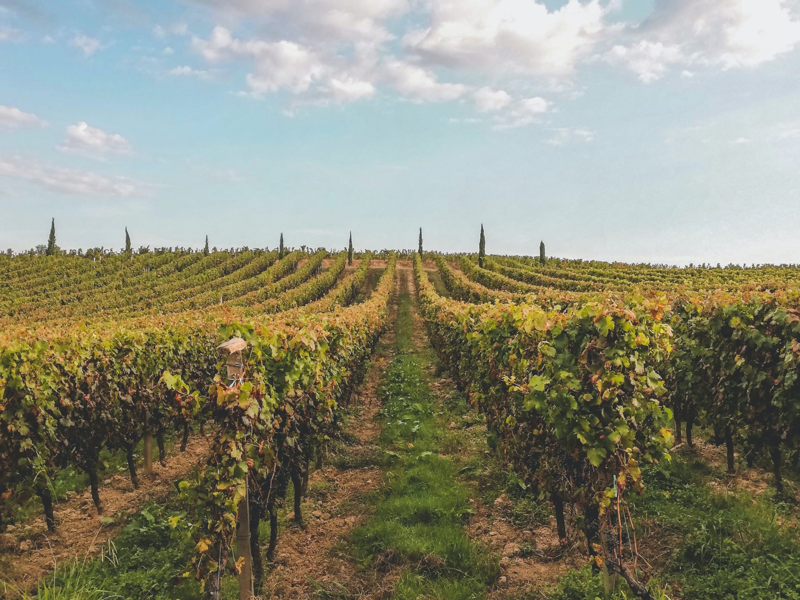 vignoble week-end oenologie bordeaux