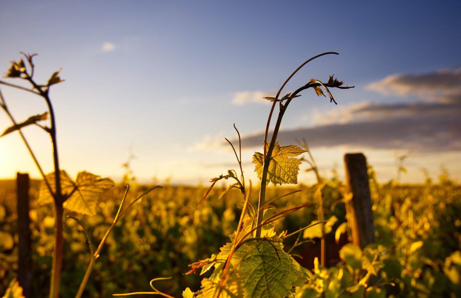 vignes week-end dans le vignoble bordelais