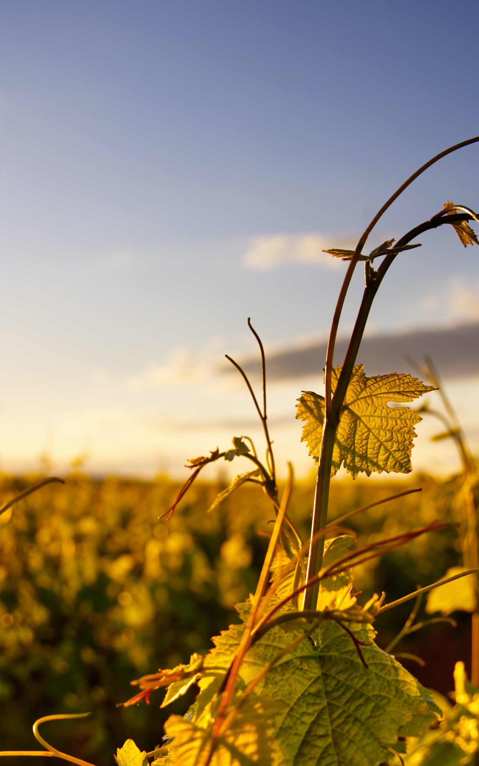 vignes week-end dans le vignoble bordelais