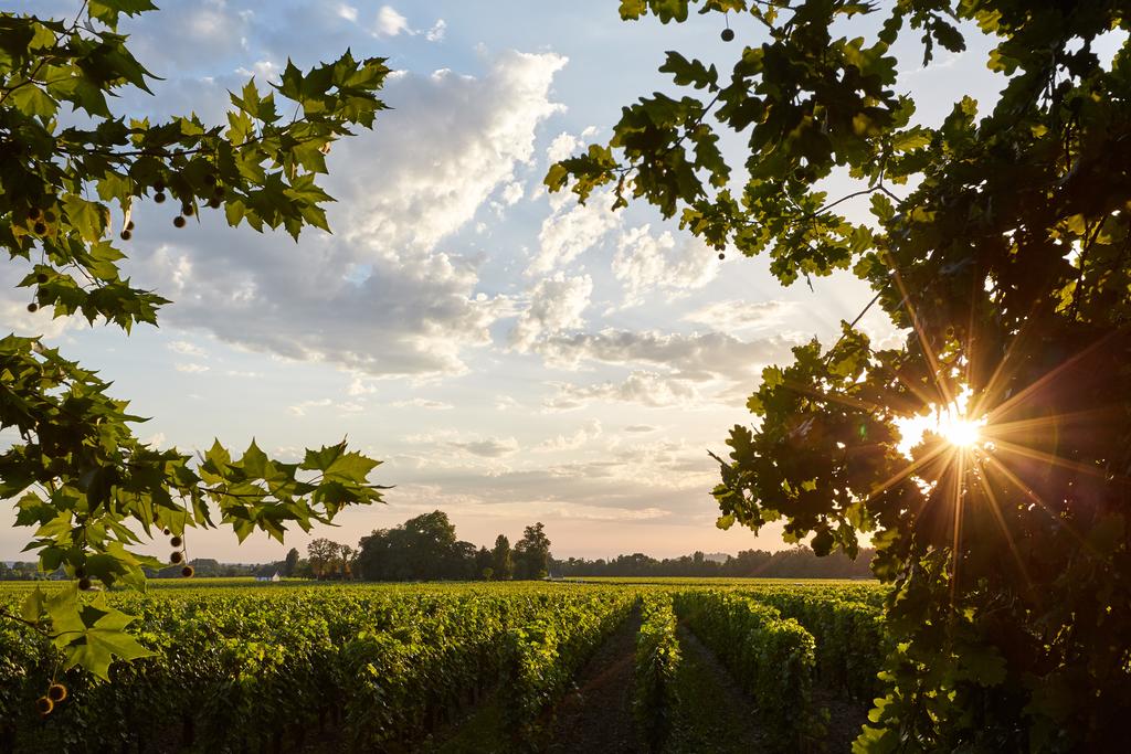 week-end oenologie bordeaux saint-emilion