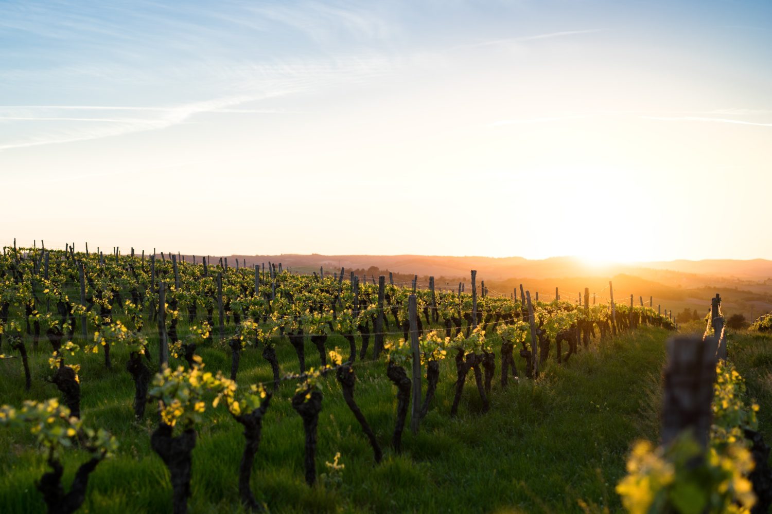 vignoble